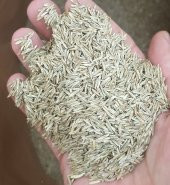 İngiliz Cimi 5 Kg İngiliz Çim Tohumu Lolium Perenne Tohumu - 3