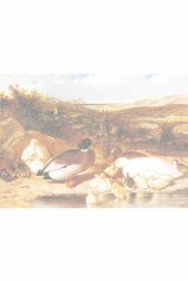 Kolay Transfer 1373k Opak 23x34cm - 2