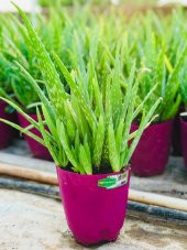 ALOE VERA BİTKİSİ,10 KÖKLÜ SAKSI DOLUSU,30-40 CM TIBBİ ALOE VERA(FOTOGRAFTAKİ BİTKİ) - 1