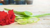 ALOE VERA BİTKİSİ,10 KÖKLÜ SAKSI DOLUSU,30-40 CM TIBBİ ALOE VERA(FOTOGRAFTAKİ BİTKİ) - 3