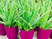 ALOE VERA BİTKİSİ,10 KÖKLÜ 30-40 CM SAKSI DOLUSU,TIBBİ ALOE VERA(FOTOGRAFTAKİ BİTKİ) - 1