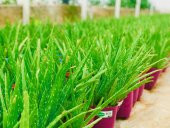 ALOE VERA BİTKİSİ,10 KÖKLÜ 30-40 CM SAKSI DOLUSU,TIBBİ ALOE VERA(FOTOGRAFTAKİ BİTKİ) - 2