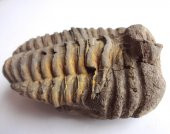 TRİLOBİT FOSİLİ: Flexicalymene ouzregi - 2