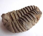 TRİLOBİT FOSİLİ: Flexicalymene ouzregi - 3