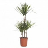 Dracena - Marginata Çiçeği ( Üç Dallı ) 90x150 cm - 2