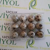 BILDIRCIN YUMURTA VİYOLU 100 ADET - 2