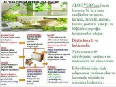 FOREVER ALOE BLOSSOM HERBAL TEA- ALOE VERALI BİTKİ ÇAYI - 2