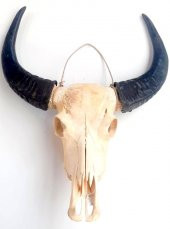 GERÇEK BUFFALO-BOĞA-ÖKÜZ KAFA TASI BOYNUZLU STEAK ET RESTORANLARI - 2