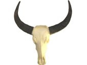 GERÇEK BUFFALO-BOĞA-ÖKÜZ KAFA TASI BOYNUZLU STEAK ET RESTORANLARI - 4