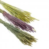 1 Bağ Kurutulmuş Doğal Renkli Buğday Başağı Tarwe - 7