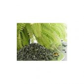 SPİRULİNA TOZ %100 SAF 10 Gr - 2
