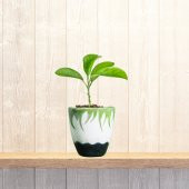 SERAMİK SAKSI (KÜÇÜK BOY) - 1