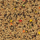 Quik Kanarya Yemi 500 gr 8'li - 11
