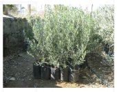 Gemlik Zeytin Fidanı Tüplü 130-180 cm uzunluğunda - 1