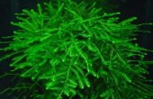 Java Moss 30x30 cm CANLI AKVARYUM BİTKİSİ - 1