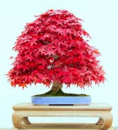 İYİKAN AKÇAAĞAÇ BONSAİ YAPILABİLİR AĞAÇ SET'İ - 1