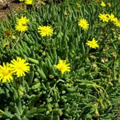 Othonna Capensis Sukulent Yakut Kolyesi Çiçeği Sarkıcı ve Yayılıcı 12-15cm (Köklüdür ve İlaçsız yetişmiştir) - 1