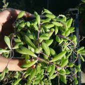 Othonna Capensis Sukulent Yakut Kolyesi Çiçeği Sarkıcı ve Yayılıcı 12-15cm (Köklüdür ve İlaçsız yetişmiştir) - 2
