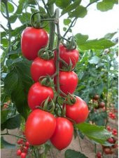 Arılı Oval Kokteyl Domates (Verti)1 Kg - 3
