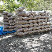 MARAŞ 18 BERTİZ KALAYCI CEVİZİ 1 kg - 4