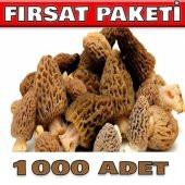 1000 adet kuzu göbeği mantarı tohumu - 1