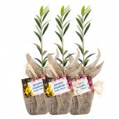 Özel Günlerinizde Ölümsüz Bir Hediye. Hediyelik Zeytin Fidanı - 2