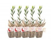 Özel Günlerinizde Ölümsüz Bir Hediye. Hediyelik Zeytin Fidanı - 3