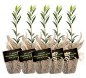 Özel Günlerinizde Ölümsüz Bir Hediye. Hediyelik Zeytin Fidanı - 4