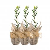 Özel Günlerinizde Ölümsüz Bir Hediye. Hediyelik Zeytin Fidanı - 5