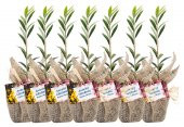 Özel Günlerinizde Ölümsüz Bir Hediye. Hediyelik Zeytin Fidanı - 6