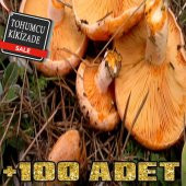 kanlıca mantar tohumu +100 tohum - 1