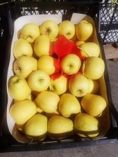 golden elma Yaka-Gelendost-Isparta (20KG) - 2