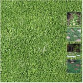 Tohum Gübre Dicondra repens (Fare kulağı) Çim Tohumu 1kg - 1