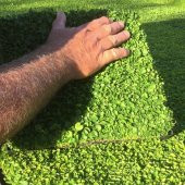 Tohum Gübre Dicondra repens (Fare kulağı) Çim Tohumu 1kg - 2