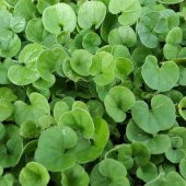 Tohum Gübre Dicondra repens (Fare kulağı) Çim Tohumu 1kg - 3