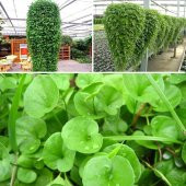Fare kulağı tohumu 250 gr Dichondra repens Tohumu Fare Kulağı Çim - 1