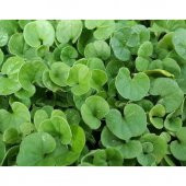 Fare kulağı tohumu 250 gr Dichondra repens Tohumu Fare Kulağı Çim - 2