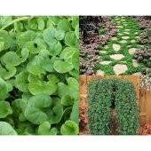 Fare kulağı tohumu 250 gr Dichondra repens Tohumu Fare Kulağı Çim - 5