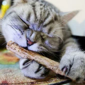 Trixie Kedi Matatabi Çiğneme Ödülü 10Gr - 2