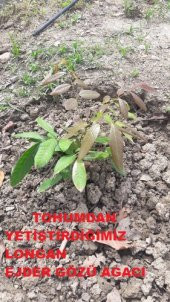 LONGAN EJDER GÖZÜ MEYVESİ AĞACI TOHUMU - 4