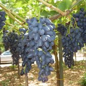 Tüplü Çekirdeksiz Siyah Hatun Parmağı Üzüm(Asma-Bağ) Fidanı thumbnail 3