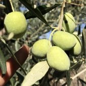 Tüplü İri Meyveli Memecik Zeytin fidanı - 4