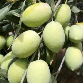 Tüplü İri Meyveli Memecik Zeytin fidanı - 5