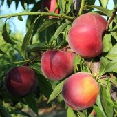 Tüplü Vista Rich Şeftali Fidanı thumbnail 6