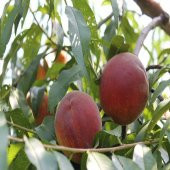 Tüplü Spring Crest Şeftali Fidanı - 8