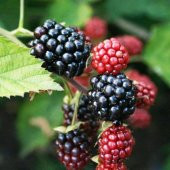 Tüplü Boysenberry Böğürtlen Fidanı - 1