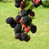 Tüplü Boysenberry Böğürtlen Fidanı - 6
