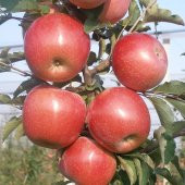 Tüplü Fuji Kiku Elma Fidanı - 7