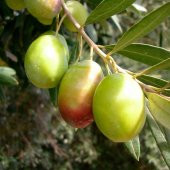 Tüplü Çok İri Meyveli Domat Zeytin Fidanı - 8