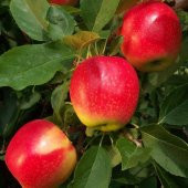 Tüplü Rose Glow Pink Lady Elma Fidanı - 8